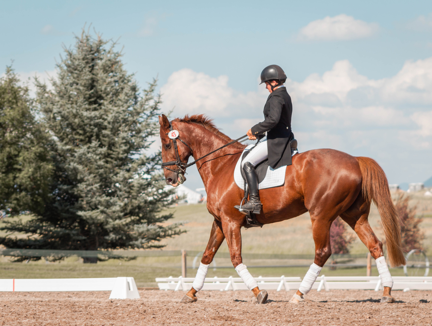 Horse Rider in show. Horses for sale near me.