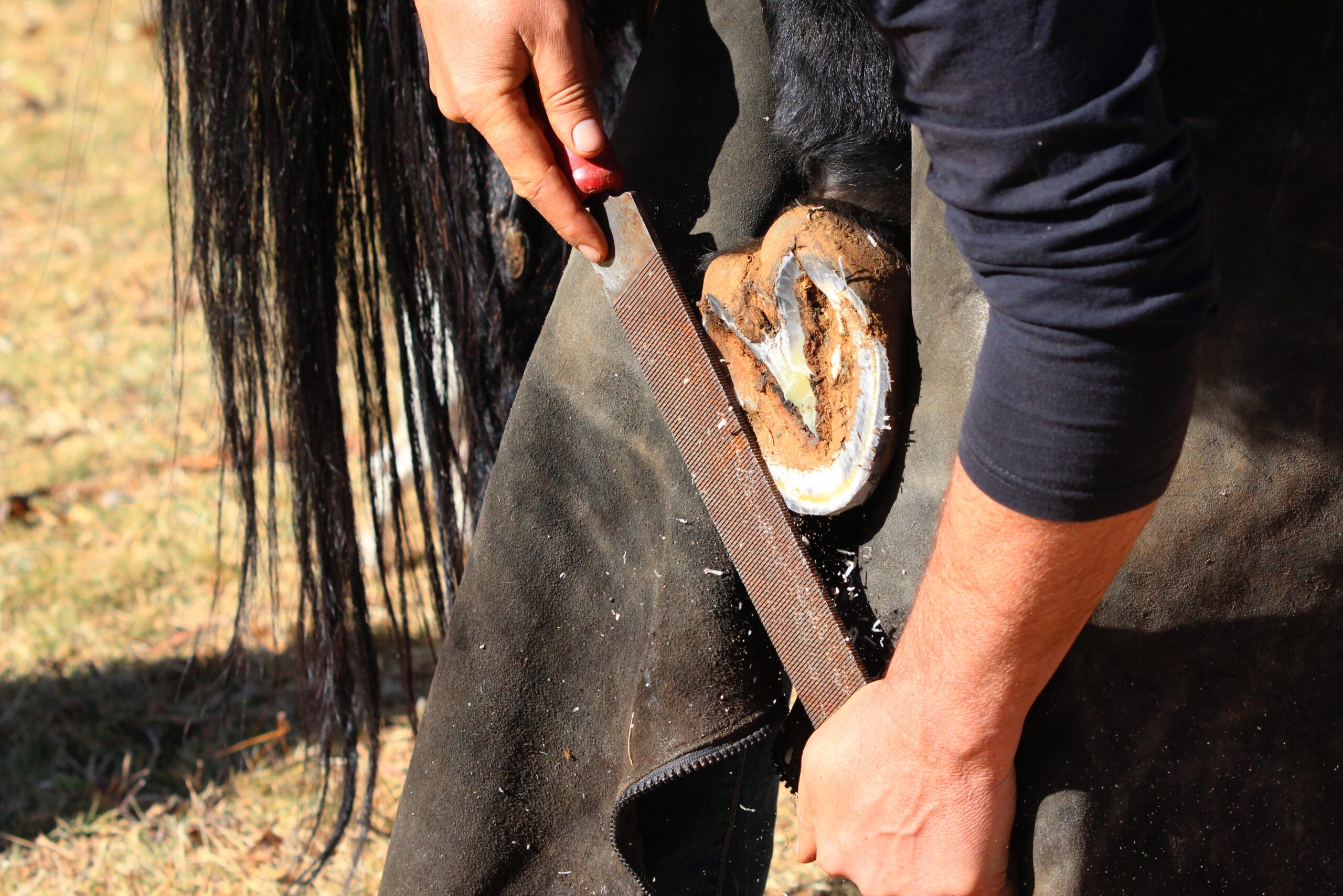 Affordable advertising for farriers and equine specialists