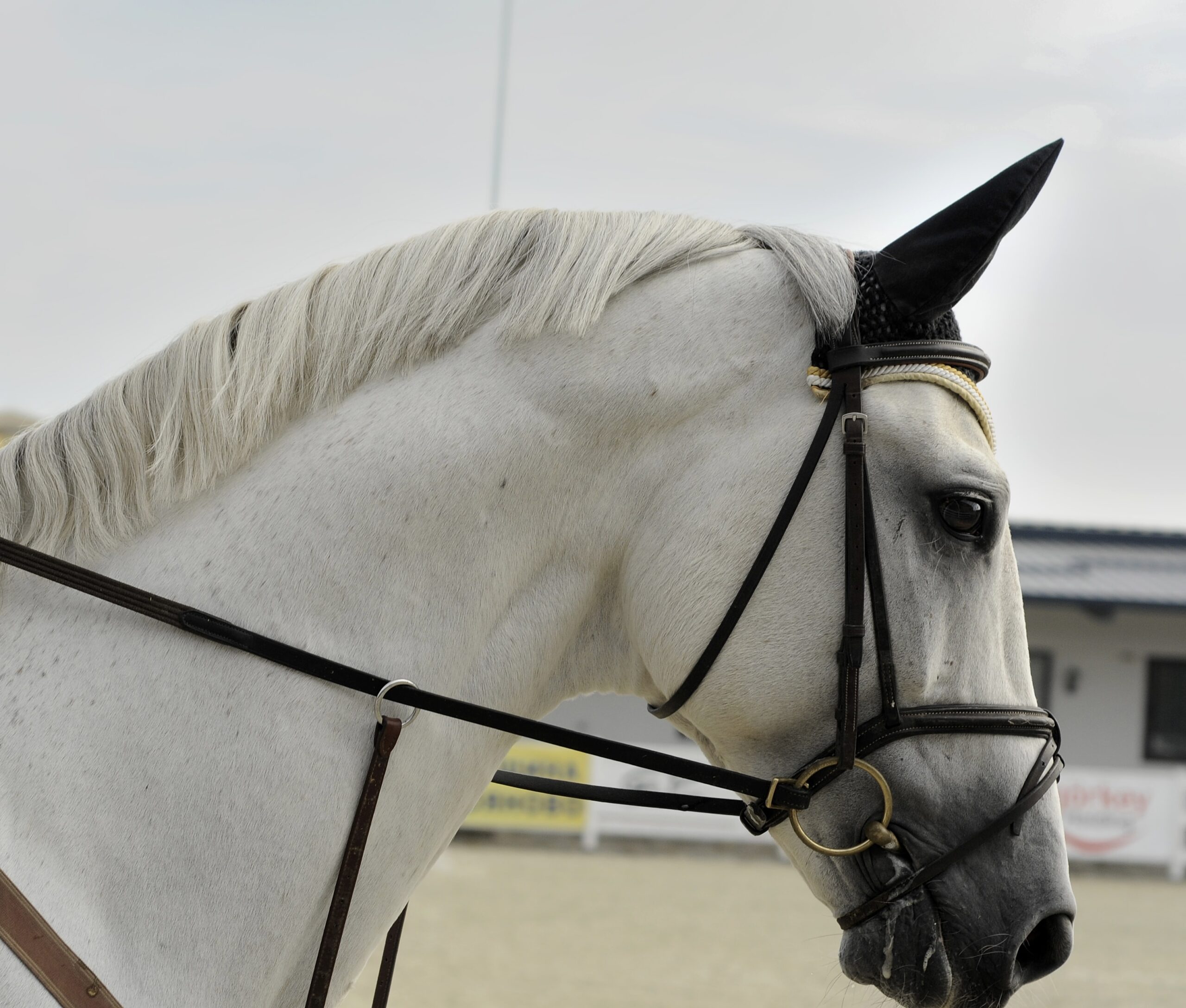 Stallions available at stud