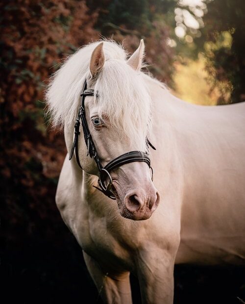 Cremello Palamino stallion at stud Cheshire
