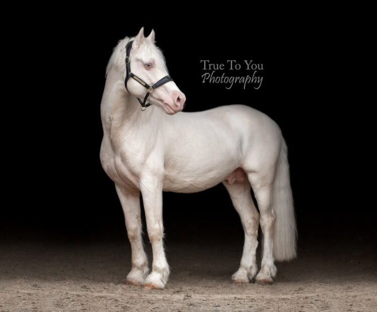 Cremello Palamino stallion at stud Cheshire Eventer show jumper Welsh cob