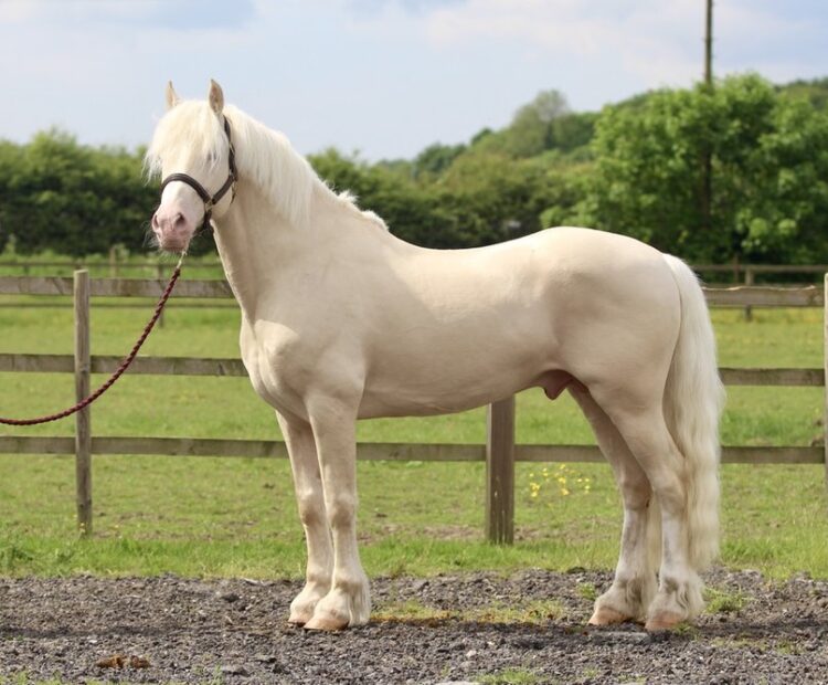 Cremello Palamino stallion at stud Cheshire Welsh Cob