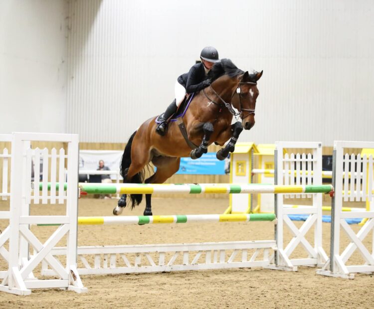 Warmblood, 16.2hh, bay stallion at stud, Frozen semen, Gloucestershire, UK