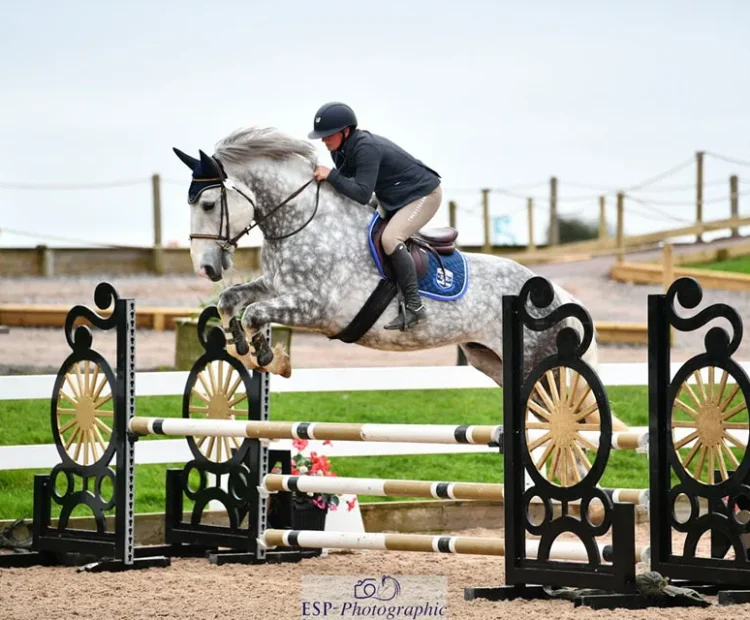 Beautiful dapple grey Irish Draught stallion, available for chilled semen AI Wiltshire UK. Very athletic and great mover, British show jumper