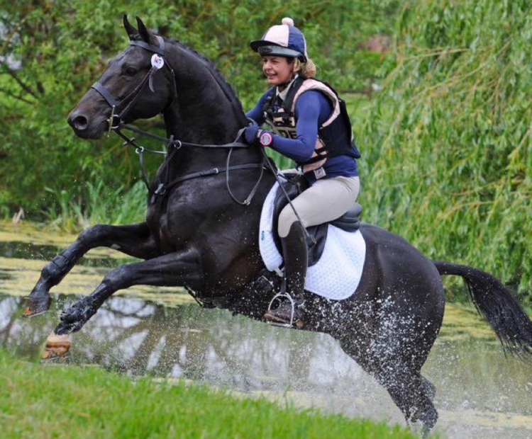 Classic Opera, Eventer stallion at stud, HOYS winner