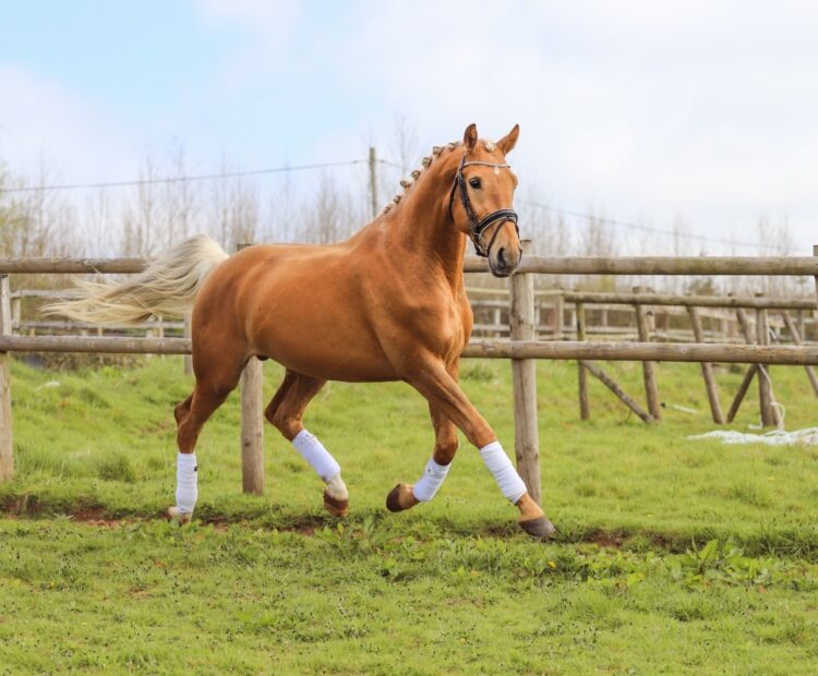 Stunning palomino warmblood stallion at stud in 2025 at Risada stud Warrington AI and frozen semen