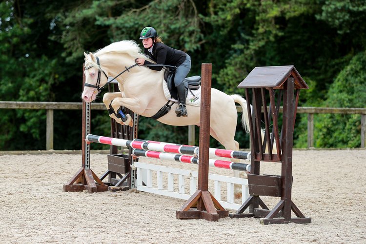 Cremello Palamino stallion at stud Cheshire Welsh Cob 15hh