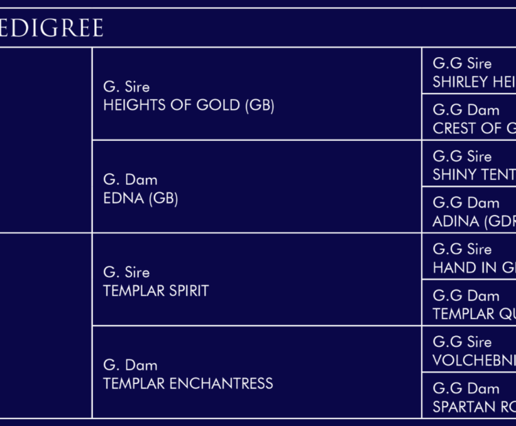 Velvet Glove Bay Thoroughbred stallion at stud pedigree (Andes > Heights of Gold + Edna) (Templar Romance > Templar Spirit + Templar Enchantress)