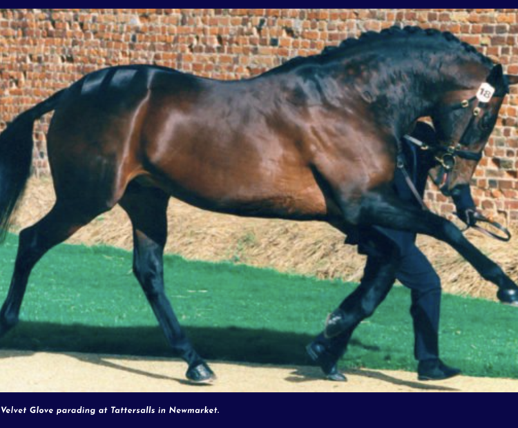 Andes – Sire of Velvet Glove parading at Tattersalls in Newmarket.
