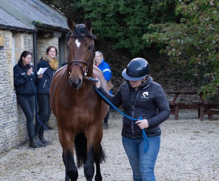 Beautiful, quality stallion at stud, warmblood, bay