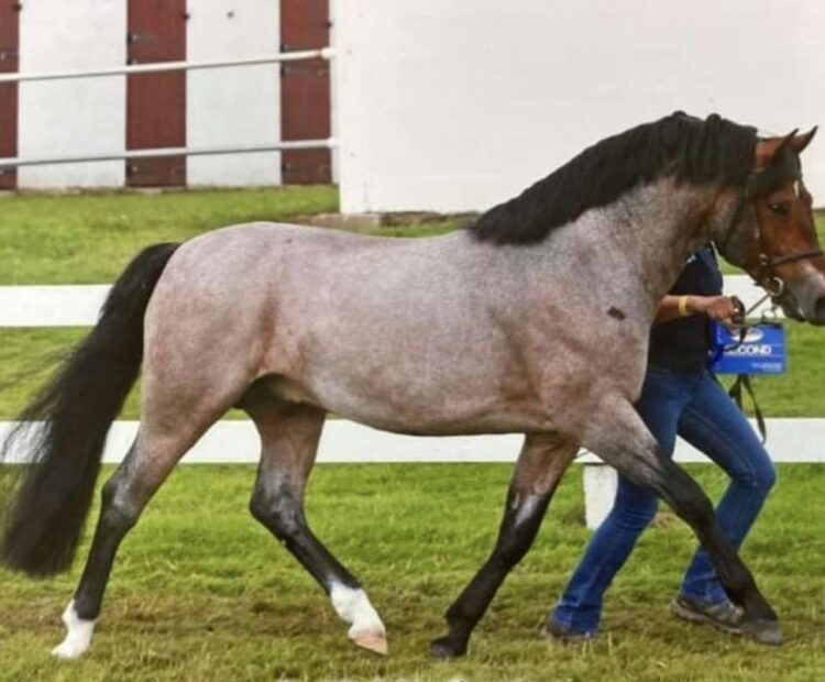 Red roan, New Forest stallion at stud