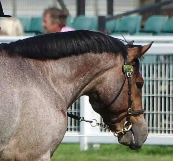 Red roan, New forest pony stallion at stud for Artificial insemination (AI) via Stallion AI Services 138cm / 13hh