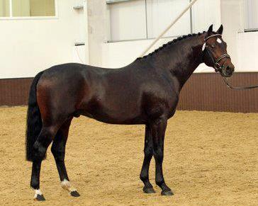 Land Star, Bay, Oldenburg sport horse stallion at stud and artificial Insemination, Pembrokeshire Wales.