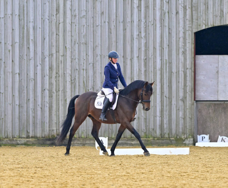 Cowance Heaven Sent stallion at stud for 2025 at Leake Stud. Offering live covering and AI (Chilled semen). 148cm Licensed British Sports Pony Stallion. Based in Yorkshire. By dressage and show pony Bernwode Benedict