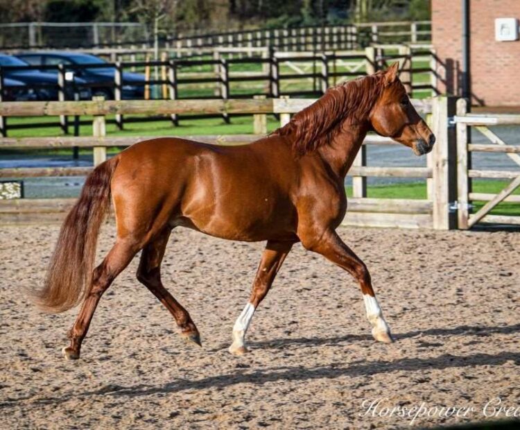 Stunning 15.3hh chestnut Andalusian stallion at stud, offering both frozen and chilled semen options. CES Eclipse dressage stallion. GRANJERO V x FARAON LIX