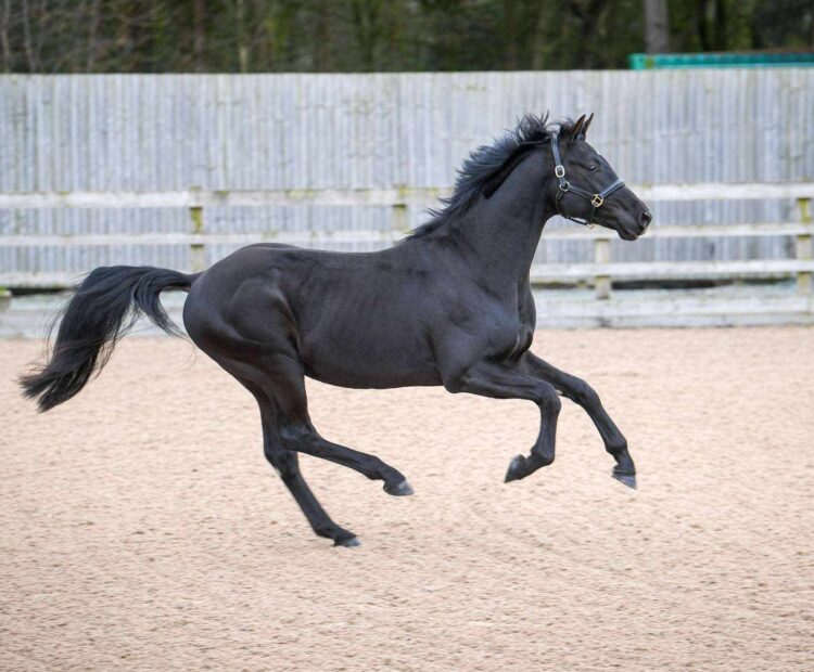 MSJ Grandslam 16hh 163cm black Oldenburg stallion at stud for 2025, GLAMOURDALE x Bon Coeur. Available for AI chilled semen via Stallion AI services. Dressage stallion UK. Eclipse Stud