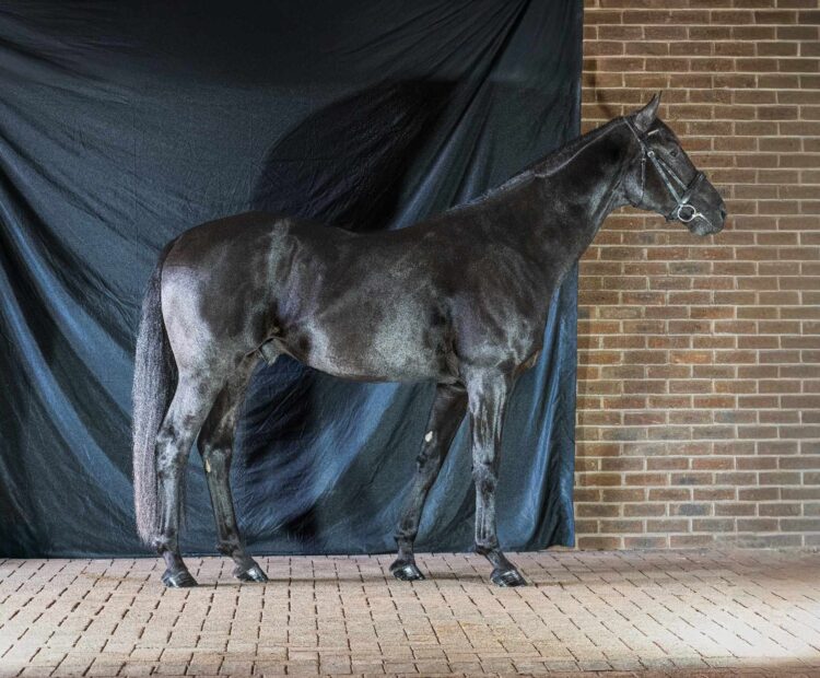 MSJ Grandslam 16hh 163cm black Oldenburg stallion at stud for 2025, GLAMOURDALE x Bon Coeur. Available for AI chilled semen via Stallion AI services. Dressage stallion UK. Eclipse Stud