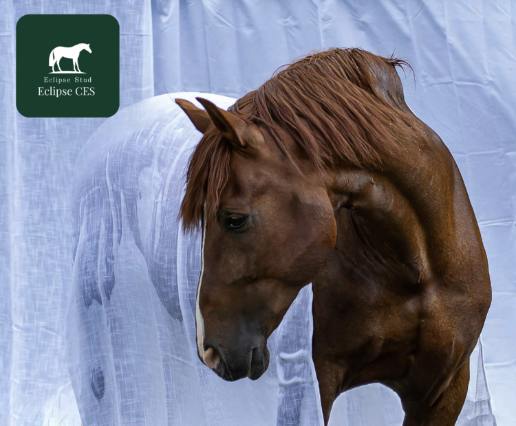 Stunning 15.3hh chestnut Andalusian stallion at stud, offering both frozen and chilled semen options. CES Eclipse dressage stallion. GRANJERO V x FARAON LIX