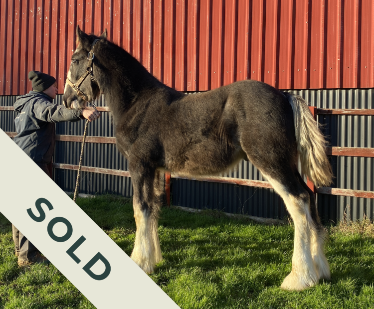 Yearling Shire colt for sale in Yorkshire, UK
