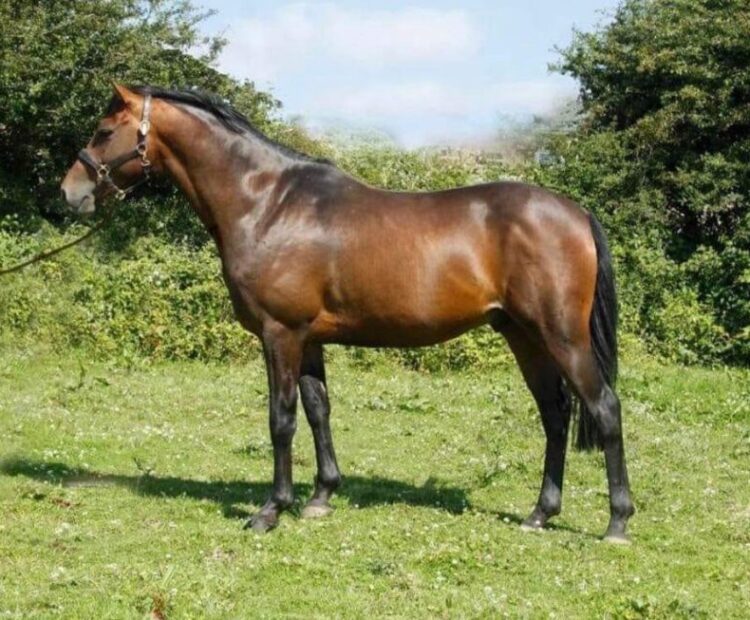 Cowance Heaven Sent stallion at stud for 2025 at Leake Stud. Offering live covering and AI (Chilled semen). 148cm Licensed British Sports Pony Stallion. Based in Yorkshire. By dressage and show pony Bernwode Benedict