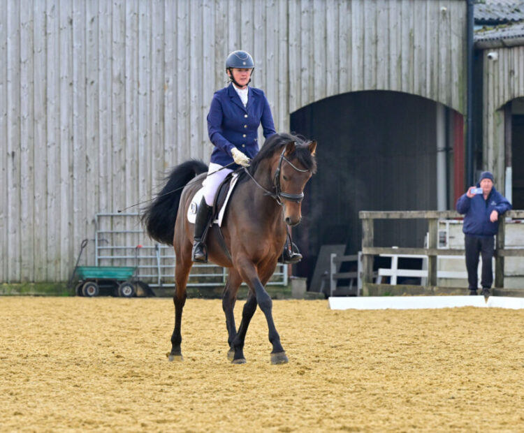 Cowance Heaven Sent stallion at stud for 2025 at Leake Stud. Offering live covering and AI (Chilled semen). 148cm Licensed British Sports Pony Stallion. Based in Yorkshire. By dressage and show pony Bernwode Benedict