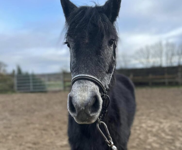 Connemara pony for sale County MAto, |Ireland. Culmore Connemara's, Horse Quest, Horse Mart. 146-148cm 14.2hh Iron grey unbroken mare 3 years old