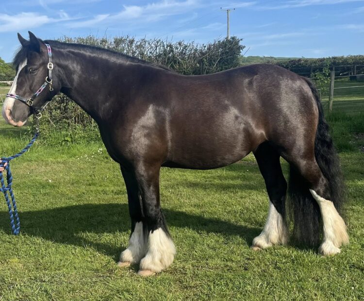 14hh pony mare for sale Wales. Bay, 7 year old happy hacker riding pony. Perfect for children.