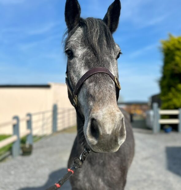 3 year old unbroken Connemara pony gelding for sale. Culmore Connemara's, County Mayo, Ireland.