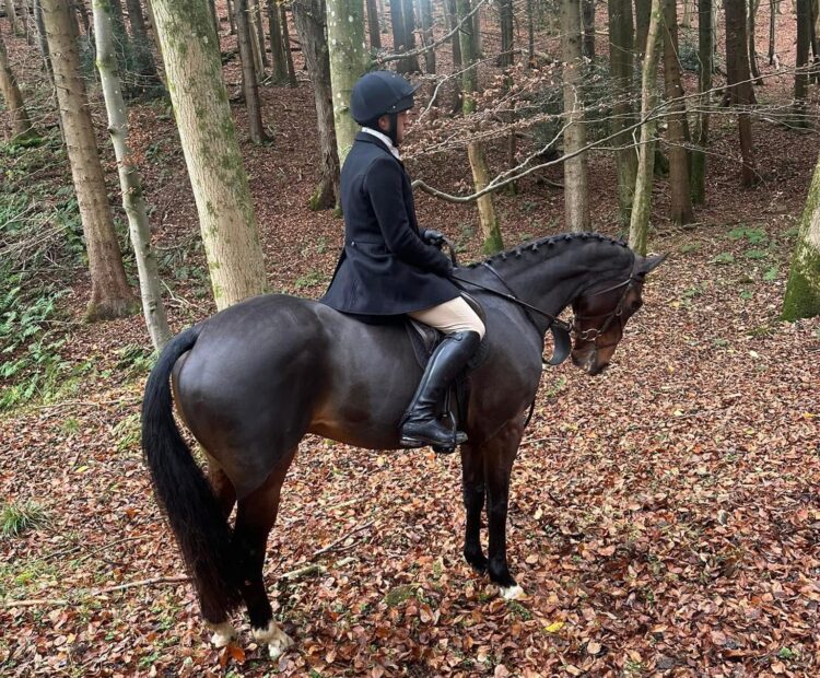 Guy - 16.3hh Irish Sport Horse gelding, bay, hunter for sale Northumberland. Ideal gentlemans, weight carrier type, with a brave jump in him!