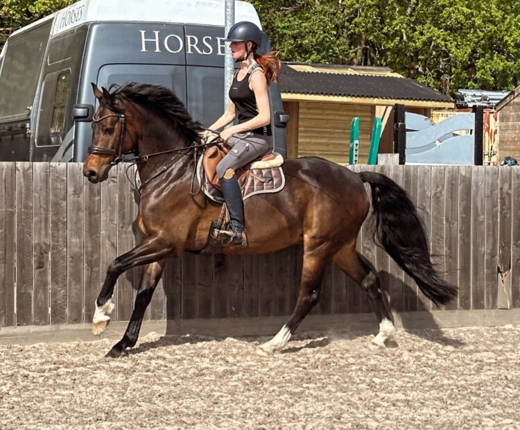 15.2hh bay warmblood gelding for sale Northumberland. Ideal riding club, happy hacker, jumper, hunter horse for sale