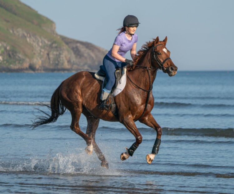 16.1hh chestnut thoroughbred mare for sale West Wales - Aberporth. Retrained Racehorse ROR eligible