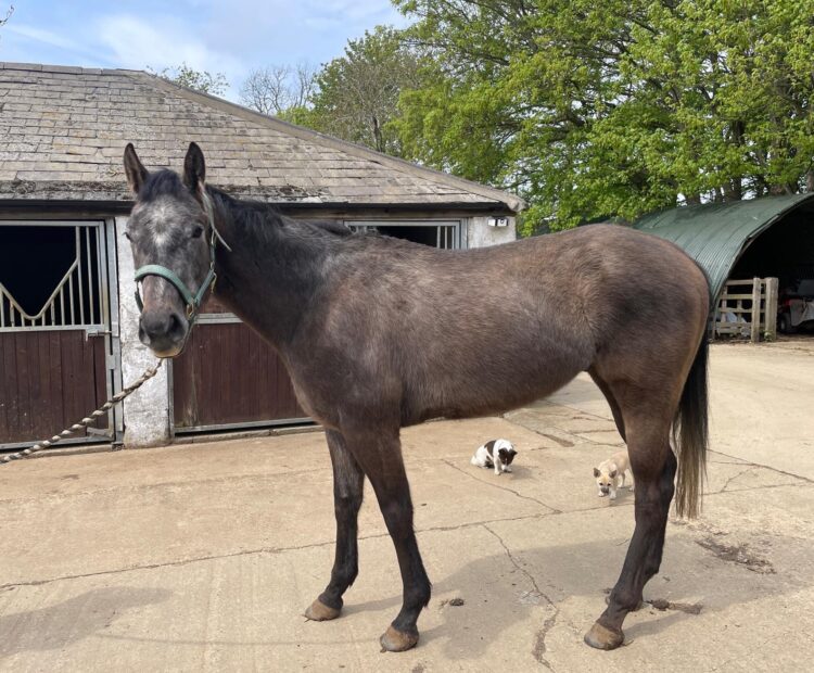 Retrained Race Horse for sale 4yo grey gelding 16hh ROR eligible Oxfordshire