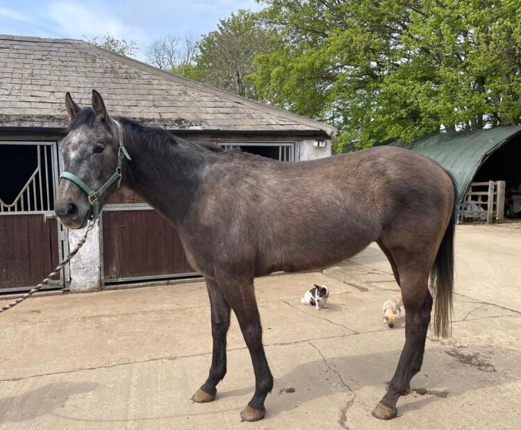 Retrained Race Horse for sale 4yo grey gelding 16hh ROR eligible, Oxfordshire