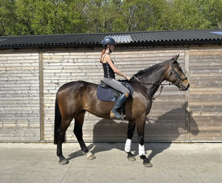 17hh bay Irish Draught Gelding for Sale Northumberland, part exchange available. Ideal all rounder, hunter cross country type horse for sale.