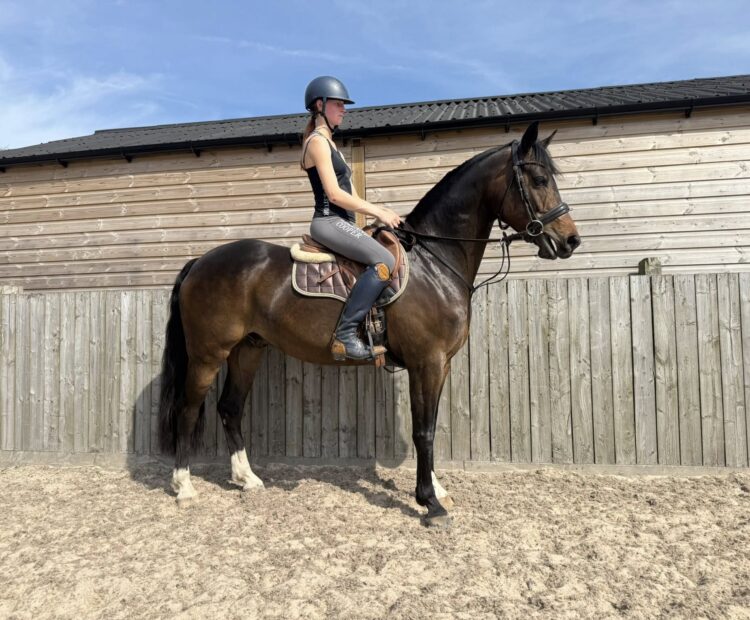 15.2hh bay warmblood gelding for sale Northumberland. Ideal riding club, happy hacker, jumper, hunter horse for sale