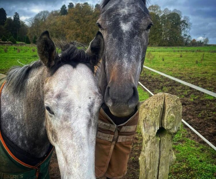 Retrained Race Horse for sale 4yo grey gelding 16hh ROR eligible Oxfordshire