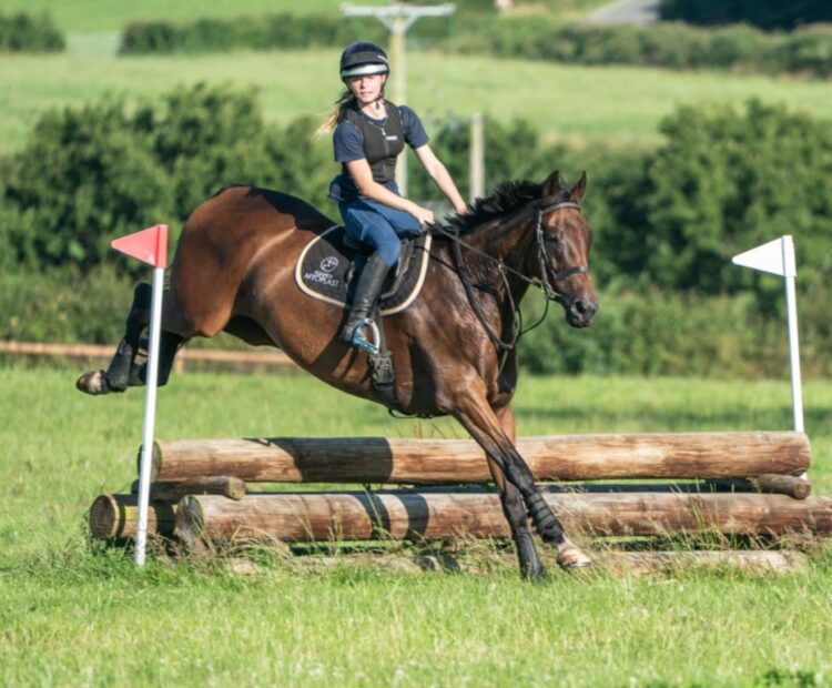9 year old retrained racehorse for sale, in West Wales. 16.2hh hunter, eventer, dressage, allrounder bay gelding.