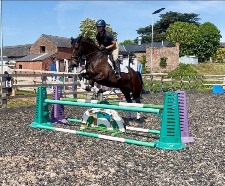 5 year old 15.2hh warmblood cross Welsh pony club or eventing riding horse for sale Northumberland. Brown, mare, for sale
