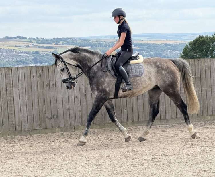 15.2hh 8 year old grey warmblood gelding for sale. Excellent jumping prospect, eventing or hunting. Happy hacking on his own or with others.
