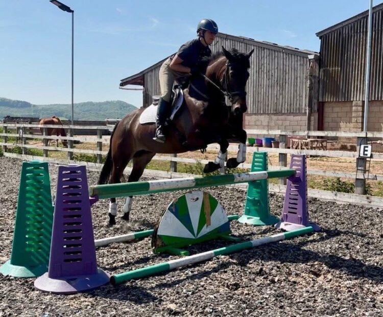 5 year old 15.2hh warmblood cross Welsh pony club or eventing riding horse for sale Northumberland. Brown, mare, for sale