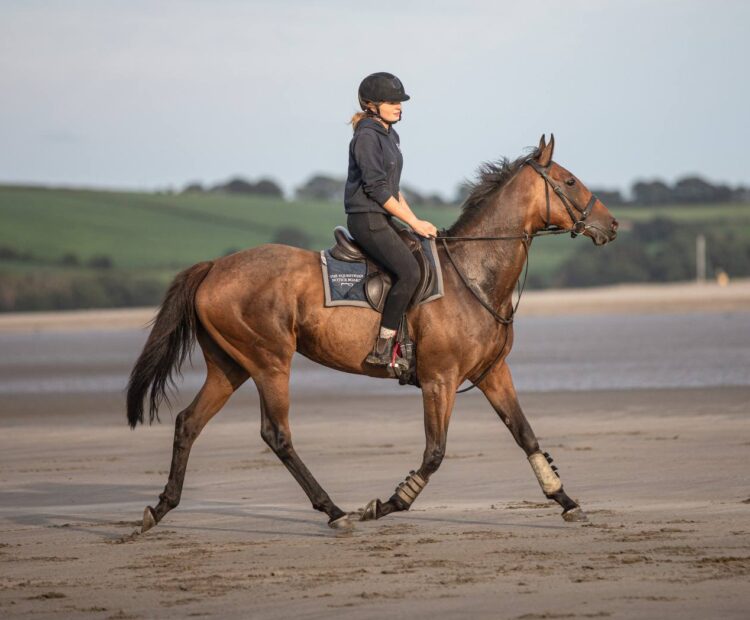 15.3hh 7 year old Ex racehorse, retrained racehorse for sale west Wales. Show jumper, eventer prospect. Bay Thoroughbred mare for sale.