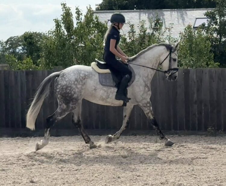 16.1hh 9 year old dapple grey Irish sports horse mare for sale Northumberland. Schools well, super jumper and has hunted. Would suit eventing or cross country.