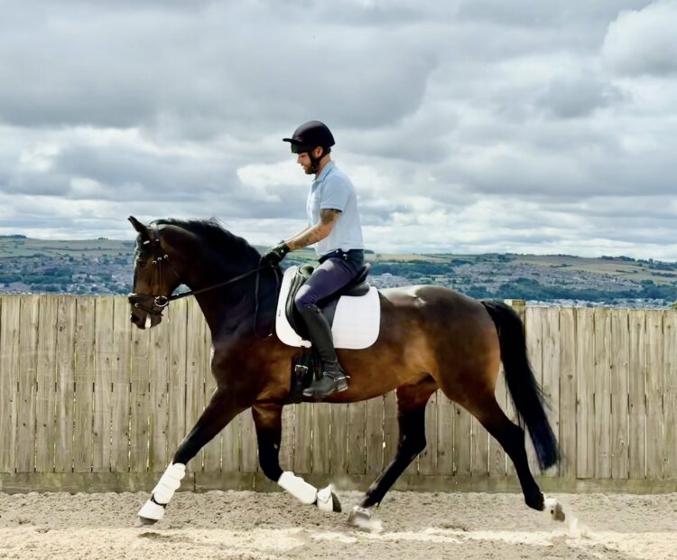 16.3hh 7 year old gelding by Apollon (Ampere) and out of a Sanatano dam. Lovely nature, medium level British Dressage horse, for sale, Northumberland.