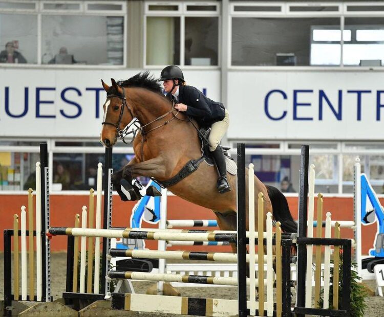18hh safe ride, experienced hunter and British eventing gelding. Lovely natured, 11 year old warmblood for sale, Northumberland.