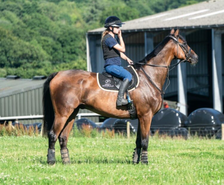 9 year old retrained racehorse for sale, in West Wales. 16.2hh hunter, eventer, dressage, allrounder bay gelding.