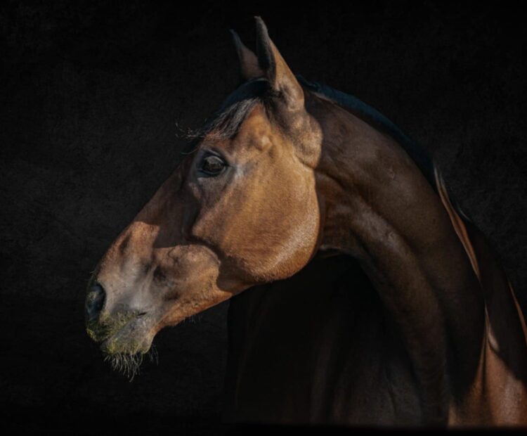 9 year old retrained racehorse for sale, in West Wales. 16.2hh hunter, eventer, dressage, allrounder bay gelding.
