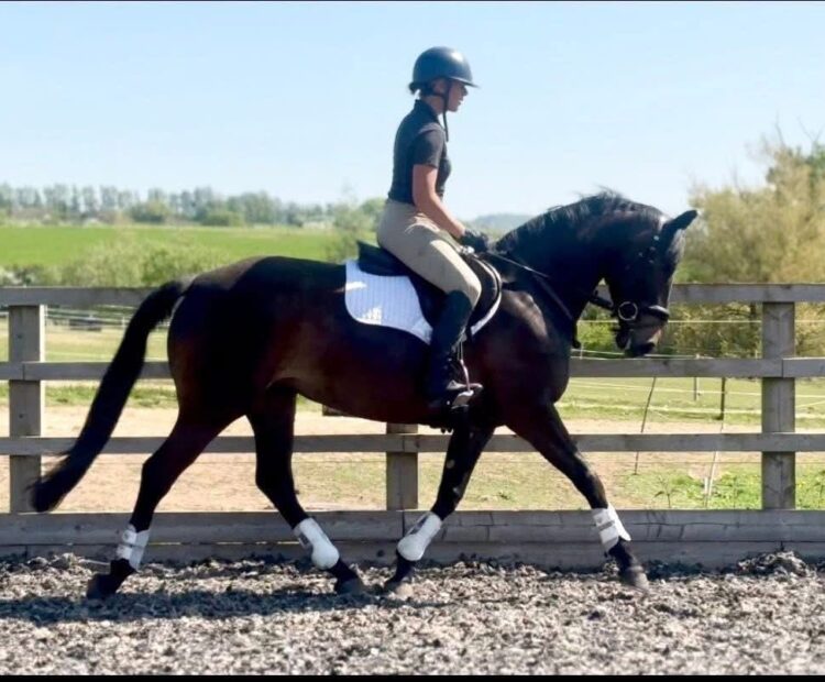 5 year old 15.2hh warmblood cross Welsh pony club or eventing riding horse for sale Northumberland. Brown, mare, for sale