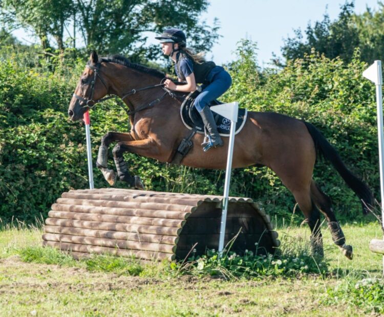 9 year old retrained racehorse for sale, in West Wales. 16.2hh hunter, eventer, dressage, allrounder bay gelding.