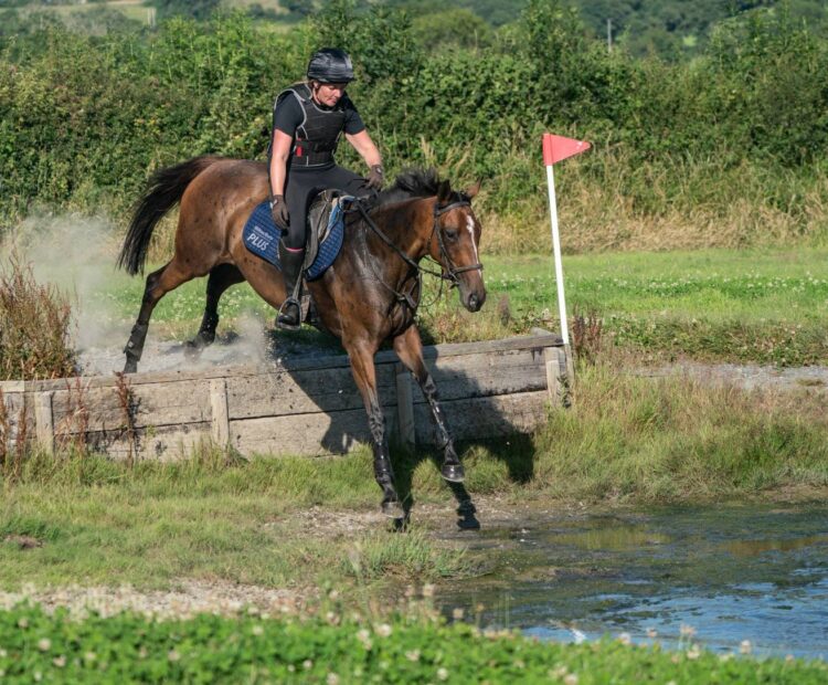 15.3hh 7 year old Ex racehorse, retrained racehorse for sale west Wales. Show jumper, eventer prospect. Bay Thoroughbred mare for sale.