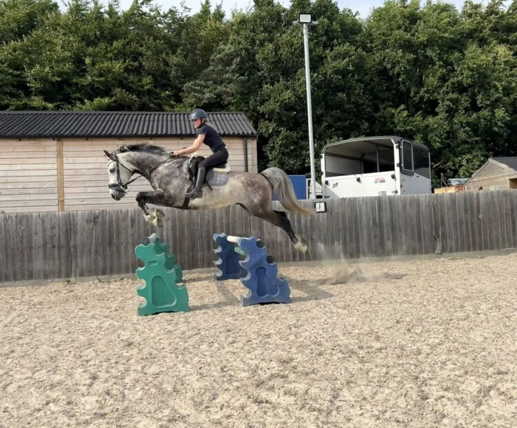 15.2hh 8 year old grey warmblood gelding for sale. Excellent jumping prospect, eventing or hunting. Happy hacking on his own or with others.
